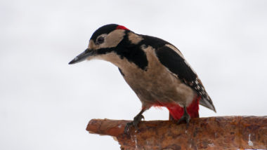 3633289_woodpecker